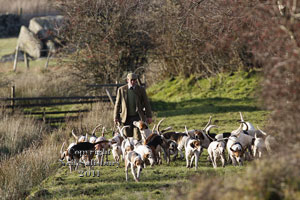 Coniston Foxhound Images by Betty Fold Gallery